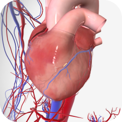 Ангиология